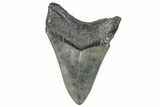 Fossil Megalodon Tooth - South Carolina #272552-1